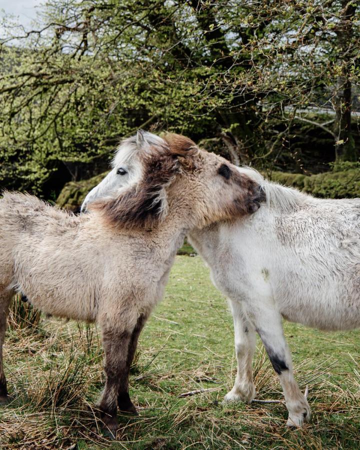 Dartmoor Inn برنستون المظهر الخارجي الصورة